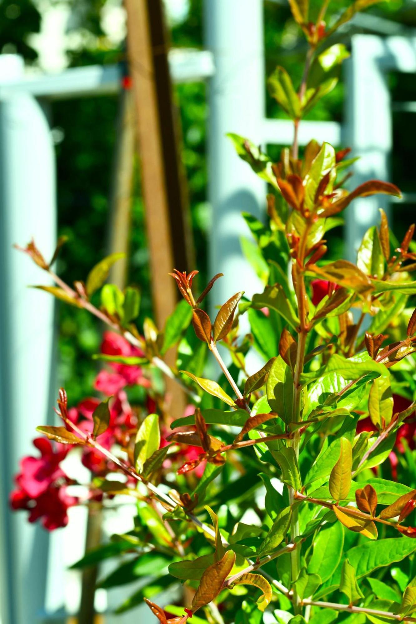 Garden Rooms Himare Esterno foto